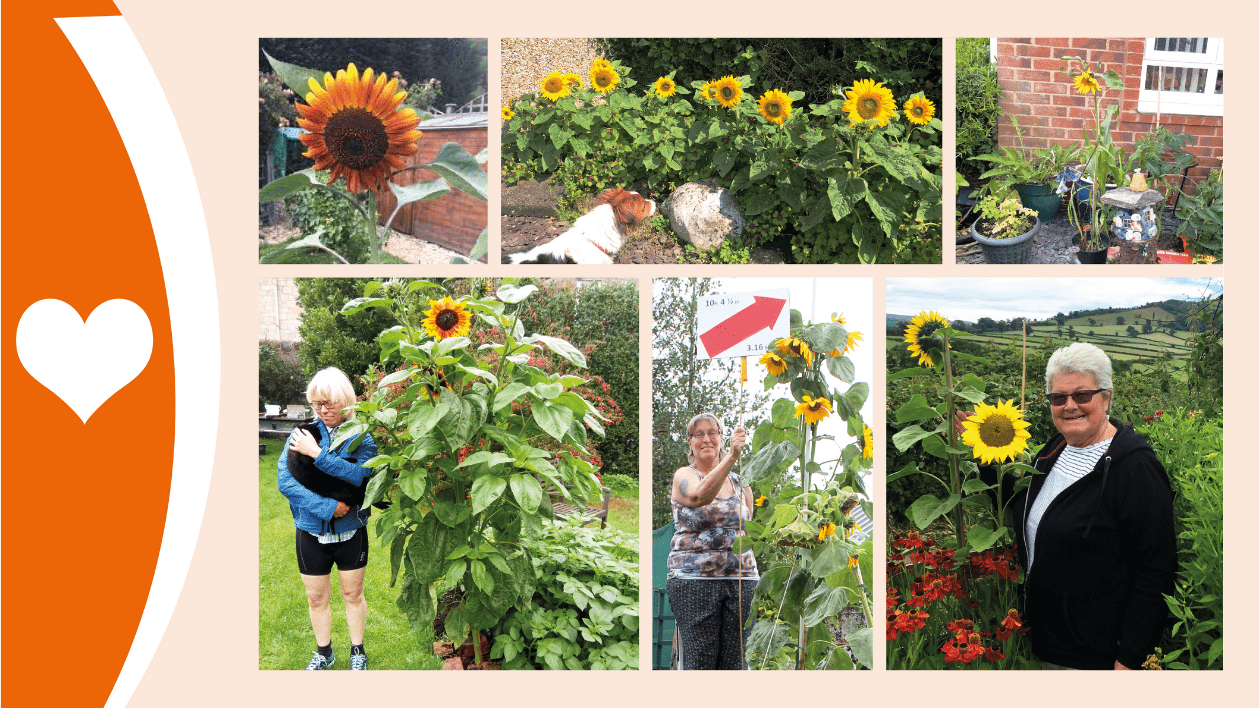 This is a collage of 6 photos of different sunflowers DEEP members grew. Clockwise from top right: a single sunflower growing by a brick house; Frances standing with two sunflowers in her garden, with the Welsh hills in the background; a lady standing next to very tall sunflowers with a measuring stick; a lady with her black cat cradled in her arms standing next to her sunflowers in the garden; a close up of a single sunflower head; a white and brown dog looking at an impressive row of 11 sunflowers.