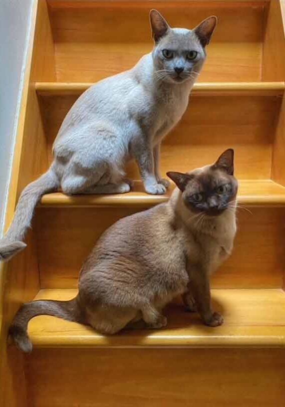 Lindas Cats